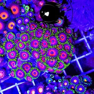 Zoanthus eagle eye - extralarge, GRADO A