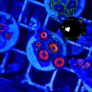 Zoanthus pheasant eye - small, GRADO A