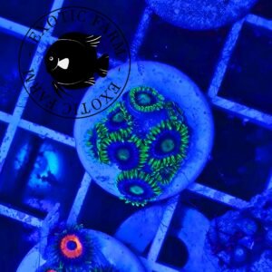 Zoanthus field - small, GRADO A