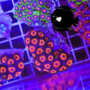 Zoanthus pheasant eye - large, GRADO A
