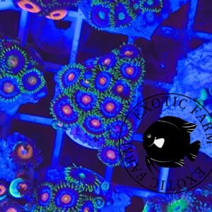 Zoanthus purple monster - medium, GRADO A