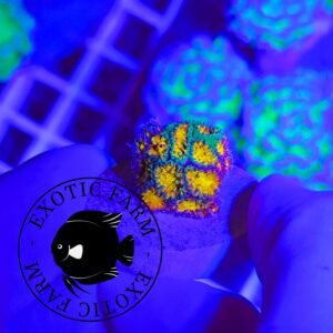 Leptastrea sp. “gold stunner” - PREMIUM DA COLLEZIONE