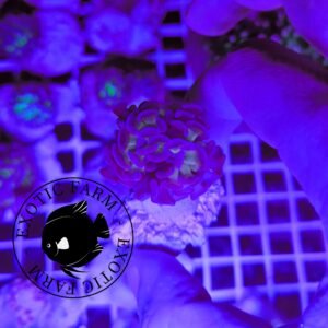 Euphyllia parancora purple gold