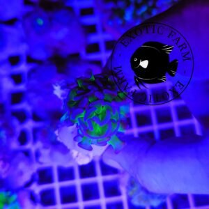 Euphyllia parancora purple green ultra