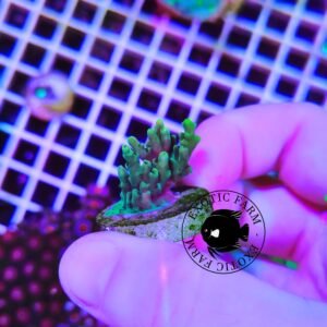 Acropora green - frag