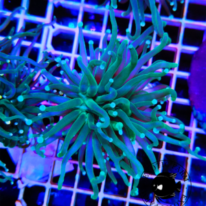 Euphyllia glabrescens green platinum - 1 calice (grande)