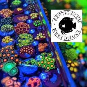 Zoanthus random - circa 5-10 polipi, GRADO A