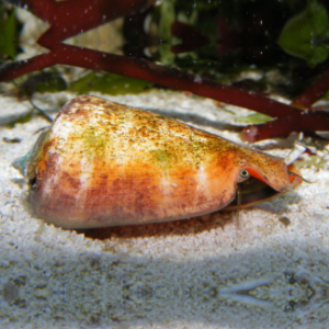 Strombus luhuanus