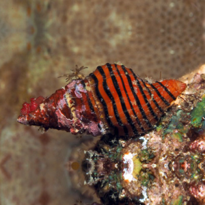 Turrilatirus turritus