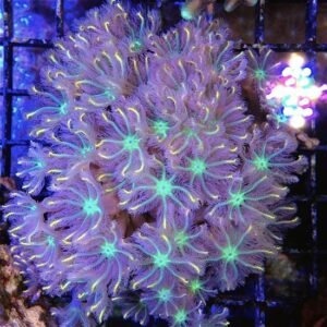 Anthelia papaya tricolor, taglia grande
