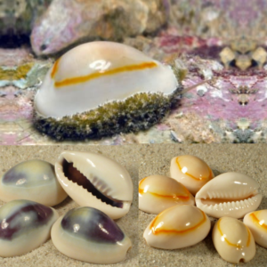 Cypraea annulus