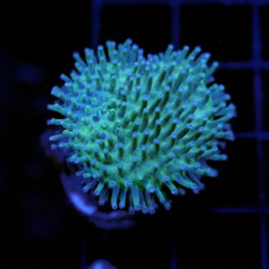 Sarcophyton glaucum green - mini