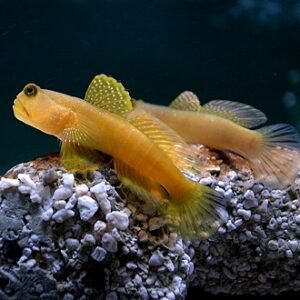 Cryptocentrus cyanotaenia
