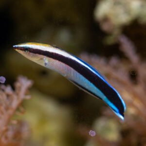 Labroides dimidiatus - (DI SERRA)