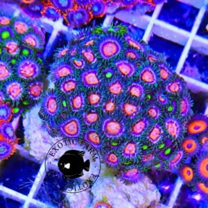Zoanthus albino eyes - circa 35 polipi, GRADO A