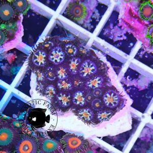 Zoanthus daisy - medium, GRADO A