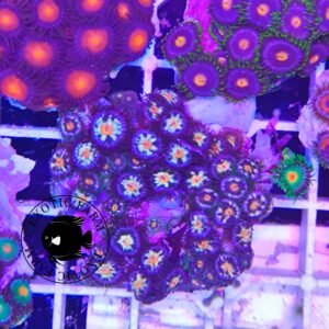 Zoanthus daisy - medium, GRADO A