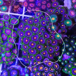 Zoanthus purple monster - large, GRADO A