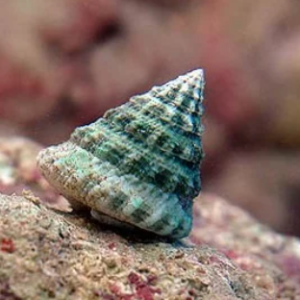 Tectus fenestratus XL