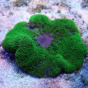 Stichodactyla haddoni green - di serra europea