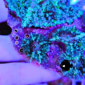 Rhodactis enigma