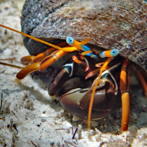 Calcinus gaimardii