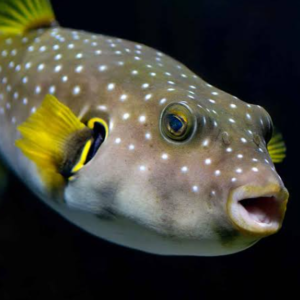 Arothron hispidus