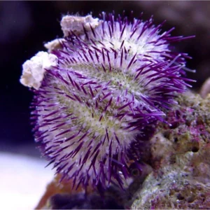 Pincushion urchin - riccio porpora