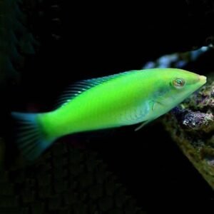 Halichoeres chloropterus - (DI SERRA) (offerta con ordine minimo 3)