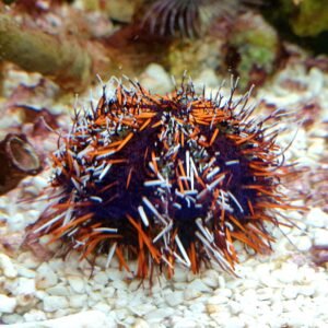 Tripneustes sp.