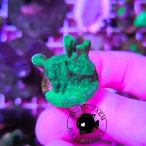Pavona cactus "green" - small