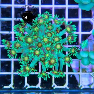 Goniopora green gold - medium