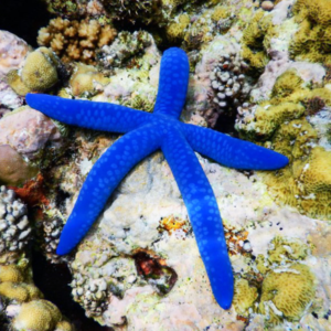 Linckia laevigata