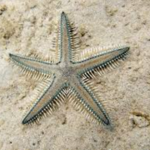 Astropecten polyacanthus