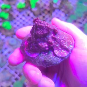Montipora foliosa red - ALLEVATE DA NOI