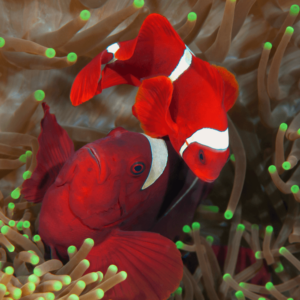 Premnas biaculeatus - coppia
