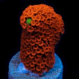Montipora digitata
