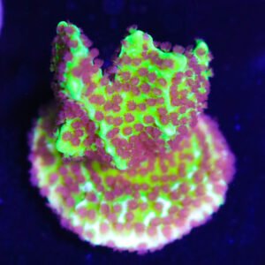 Montipora confusa - yellow