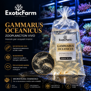 Inoculo gammarus oceanicus