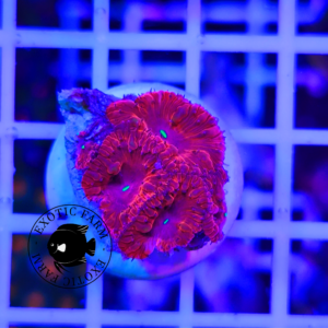 Blastomussa wellsi super red - taglia piccola