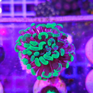 Euphyllia parancora green hulk