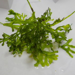 Starter - Caulerpa serrulata