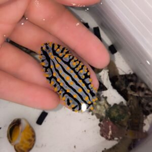 Phyllidia arabica