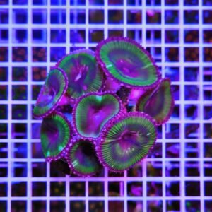 Palythoa grandis