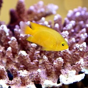 Pomacentrus moluccensis