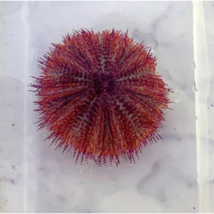Pincushion urchin - riccio porpora (red)