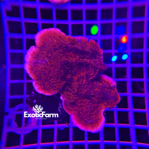 Montipora foliosa, red - large