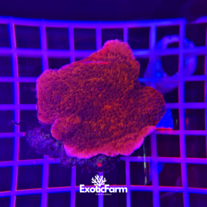 Montipora foliosa red - medium