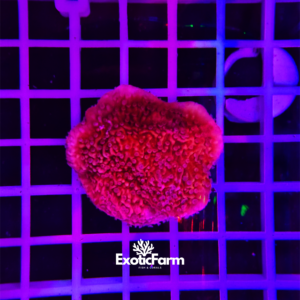Montipora foliosa, red - small