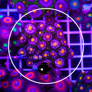 Zoanthus nebula - large, GRADO A